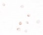 DLK1 Antibody